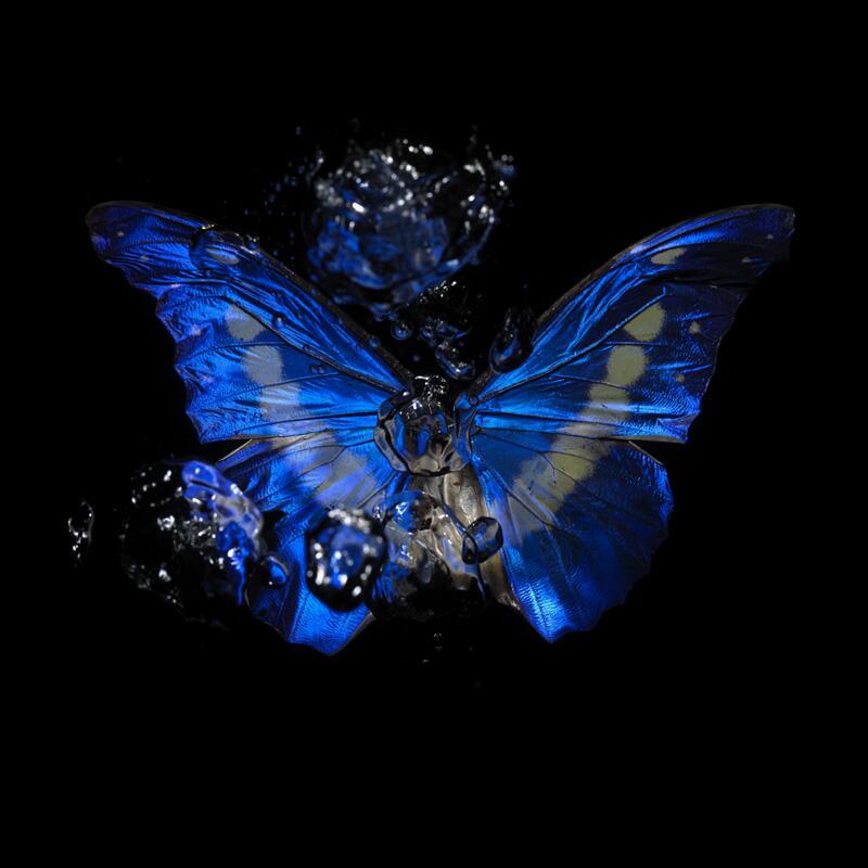 Morpho Rhetenor Helena underwater butterfly artwork goes to the Monsoon Art Collection